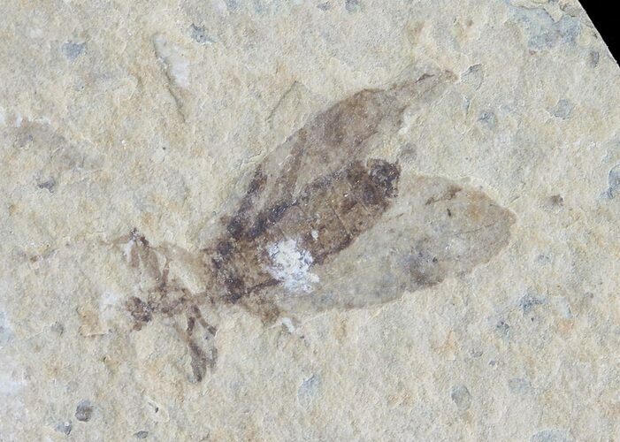 Fossil March Fly (Plecia) - Green River Formation #65170